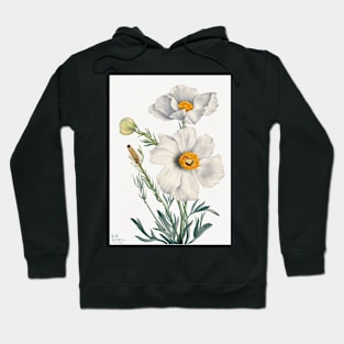 flowers painting, Matilija Poppy (Romneya coulteri) (1931) by Mary Vaux Walcott Hoodie